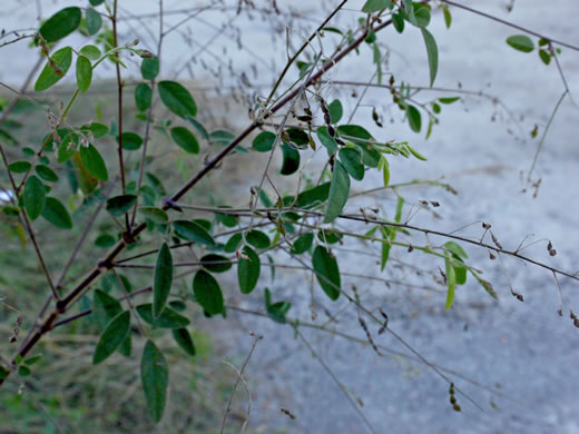 image of Desmodium tortuosum, Florida Tick-trefoil, dixie tick-trefoil