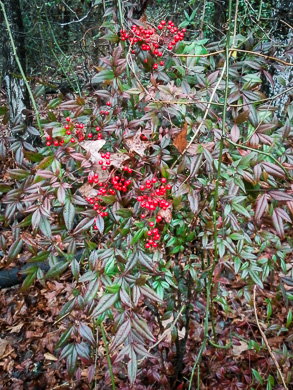 image of Nandina domestica, Nandina, Heavenly-bamboo, Sacred-bamboo