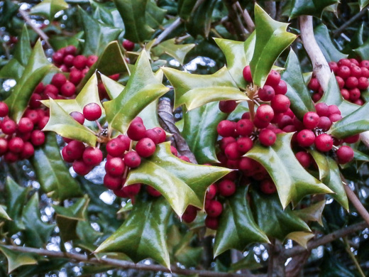 image of Ilex cornuta, Chinese Holly, Burford Holly