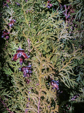 image of Platycladus orientalis, Oriental Arborvitae, Tree-of-life