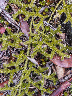 image of Lycopodium clavatum, Staghorn Clubmoss, Running Clubmoss, Ground-pine