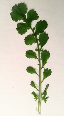 image of Packera glabella, Butterweed, Smooth Ragwort, Smooth Groundsel, Yellowtop