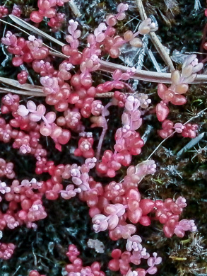 image of Diamorpha smallii, Elf-orpine