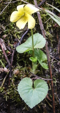 image of Viola eriocarpa, Smooth Yellow Forest Violet, Smooth Yellow Violet