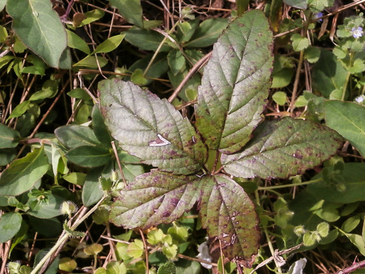 image of Rubus trivialis, Southern Dewberry, Coastal Plain Dewberry