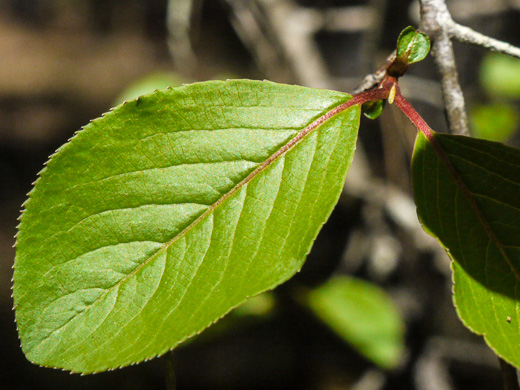 image of Viburnum rufidulum, Rusty Blackhaw, Blue Haw, Southern Blackhaw, Rusty Haw