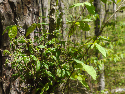 image of Ostrya virginiana, American Hop-hornbeam, Ironwood, Eastern Hop-hornbeam, Leverwood