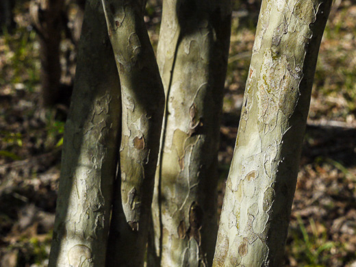 image of Crataegus spathulata, Littlehip Hawthorn, Spatulate Haw