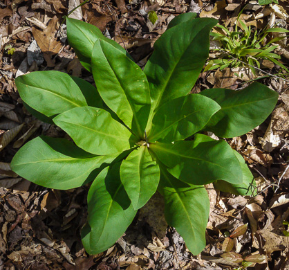 image of Frasera caroliniensis, American Columbo