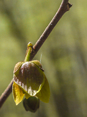 image of -, Hybrid Pawpaw