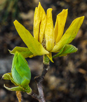 image of Magnolia acuminata var. subcordata, Piedmont Cucumber Magnolia, Yellow Cucumber-tree, Showy Cucumber Magnolia