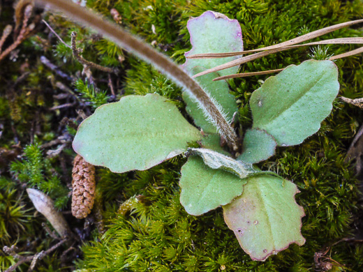 image of Micranthes virginiensis, Early Saxifrage