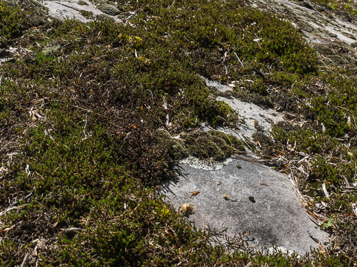 image of Bryodesma rupestre, Rock Spikemoss