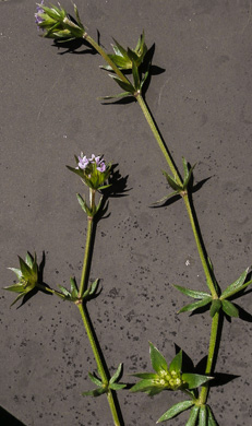 image of Galium sherardia, Field Madder, Blue Field-madder