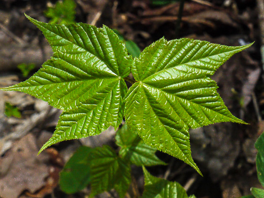 image of Acer pensylvanicum, Striped Maple, Moosewood