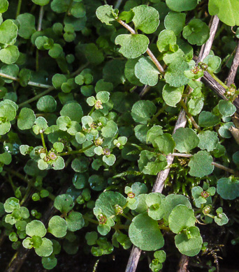 image of Chrysosplenium americanum, Golden-saxifrage, Water-carpet, Water-mat