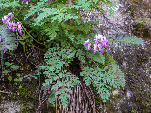 image of Dicentra eximia, Wild Bleeding Heart