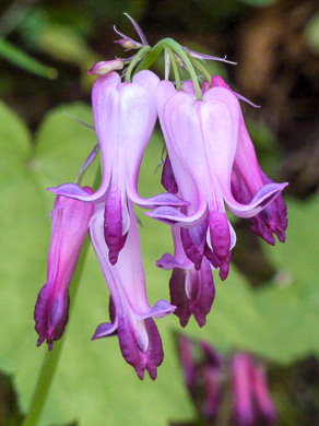 image of Dicentra eximia, Wild Bleeding Heart