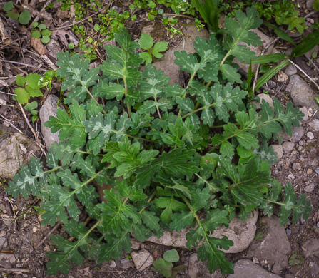 image of Hydrophyllum macrophyllum, Hairy Waterleaf, Largeleaf Waterleaf