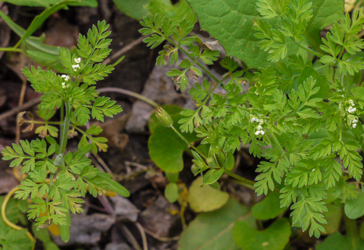 image of Chaerophyllum tainturieri, Southern Chervil, Wild Chervil, Hairyfruit Chervil