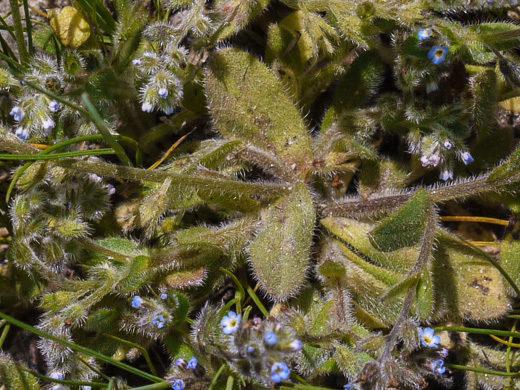 image of Myosotis stricta, Blue Scorpion-grass