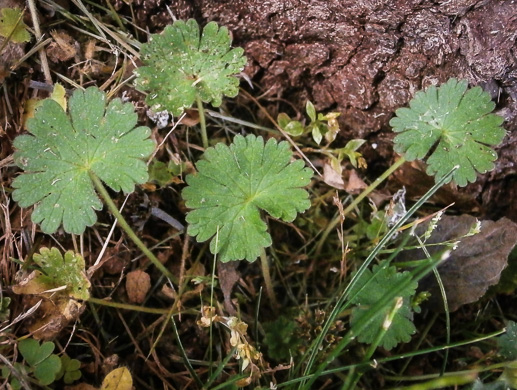 Geranium molle, Dove's-foot Cranesbill