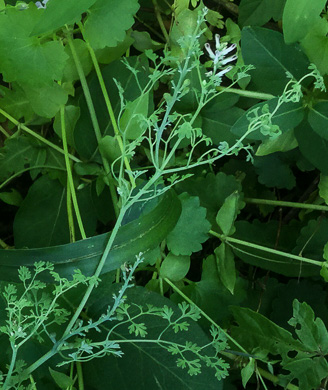 image of Fumaria officinalis, Fumitory, Earthsmoke