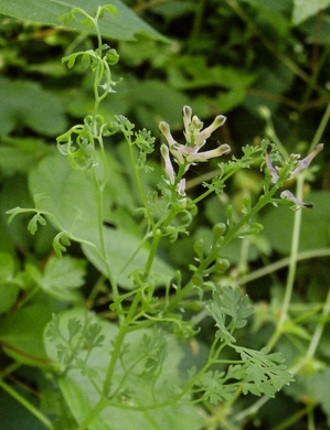 image of Fumaria officinalis, Fumitory, Earthsmoke