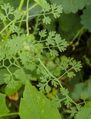 image of Fumaria officinalis, Fumitory, Earthsmoke