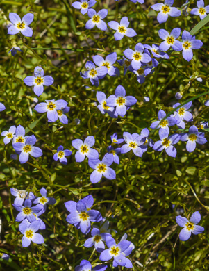 image of Houstonia caerulea, Quaker Ladies, Common Bluet, Innocence, Azure Bluet