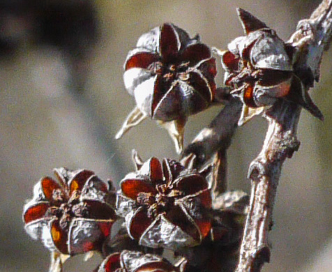 image of Eubotrys recurvus, Mountain Sweetbells, Mountain Fetterbush, Deciduous Fetterbush