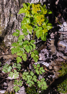 image of Thaspium barbinode, Hairy-jointed Meadow-parsnip