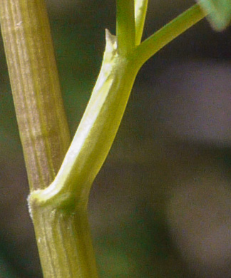 image of Thaspium barbinode, Hairy-jointed Meadow-parsnip