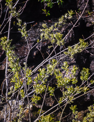 image of Salix humilis, Upland Willow, Prairie Willow