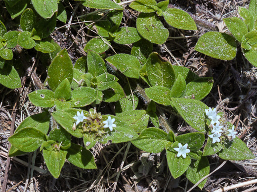 image of Richardia brasiliensis, Brazilian-clover, Tropical Mexican-clover, Tropical Richardia