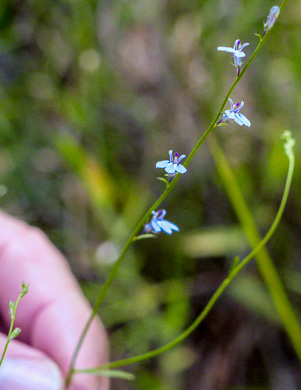 image of Lobelia nuttallii, Nuttall's Lobelia