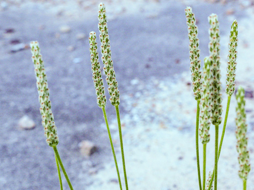 image of Plantago wrightiana, Wright's Plantain