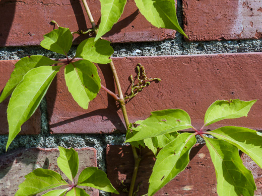 image of Parthenocissus quinquefolia, Virginia Creeper