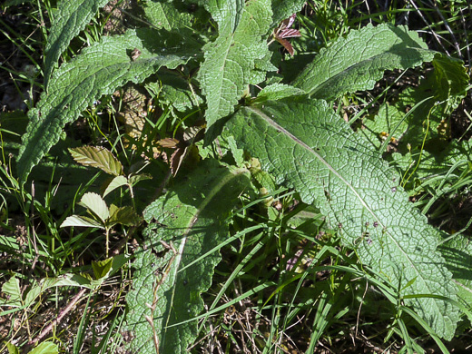 Verbascum virgatum, Wand Mullein, Twiggy Mullein, Moth Mullein