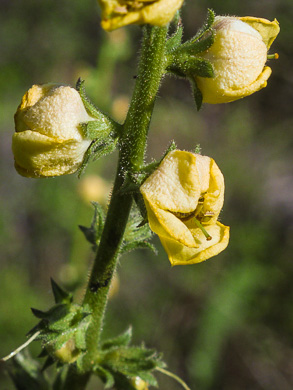 Verbascum virgatum, Wand Mullein, Twiggy Mullein, Moth Mullein