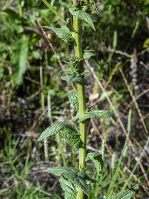 image of Verbascum virgatum, Wand Mullein, Twiggy Mullein, Moth Mullein