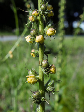 image of Verbascum virgatum, Wand Mullein, Twiggy Mullein, Moth Mullein