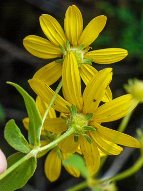 image of Coreopsis major var. major, Whorled Coreopsis, Woodland Coreopsis