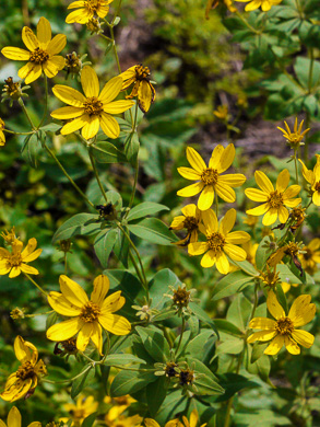 image of Coreopsis major var. major, Whorled Coreopsis, Woodland Coreopsis