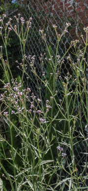 image of Verbena brasiliensis, Brazilian Vervain