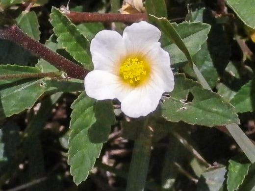 image of Sida rhombifolia var. rhombifolia, Arrowleaf Sida, Diamondleaf Fanpetal, Cuban Jute