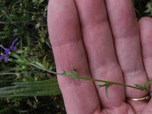 image of Triodanis biflora, Southern Venus's Looking-glass, Small Venus's Looking-glass