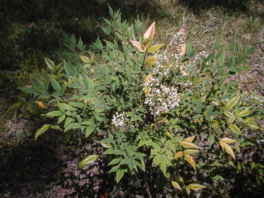 image of Nandina domestica, Nandina, Heavenly-bamboo, Sacred-bamboo