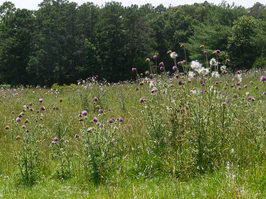 image of Carduus nutans, Nodding Thistle, Musk Thistle