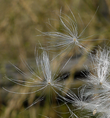 pappus